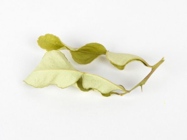 Studio macro photograph of makrut lime leaves