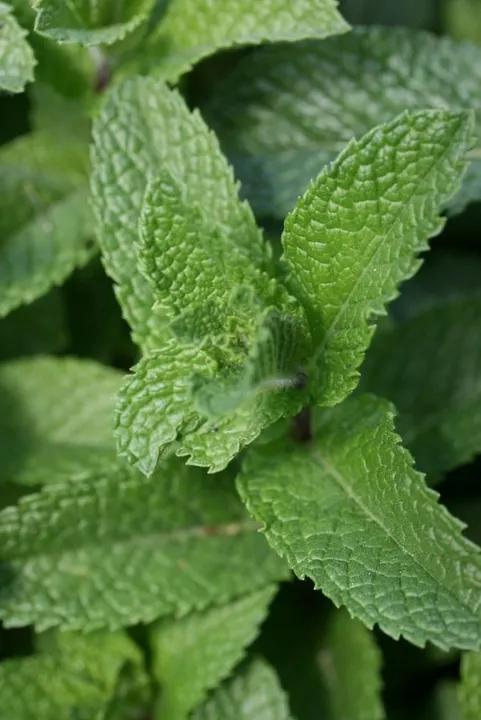 Studio macro photograph of mint