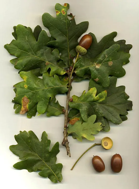 Studio macro photograph of oak