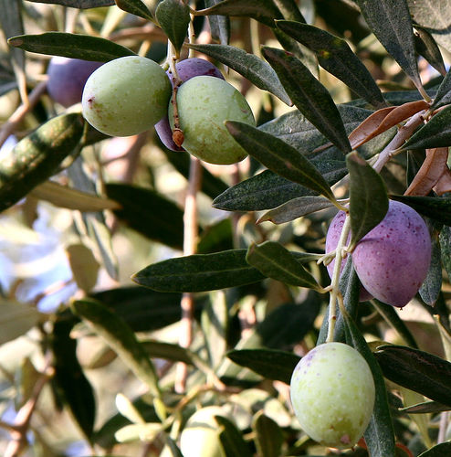 Studio macro photograph of olive