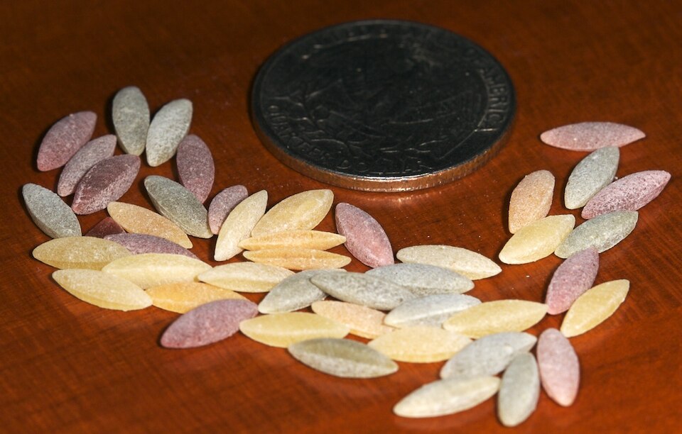 Studio macro photograph of orzo