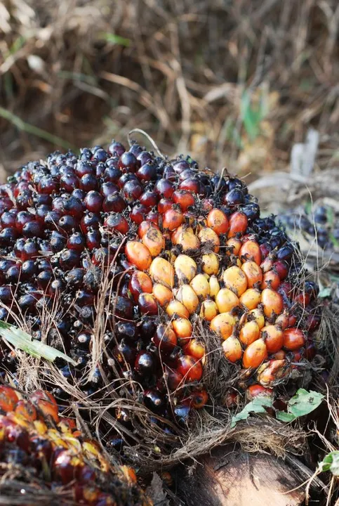 Studio macro photograph of palm oil