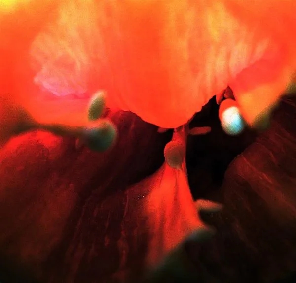 Studio macro photograph of paprika