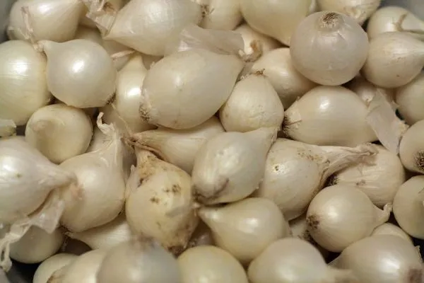 Studio macro photograph of pearl onion