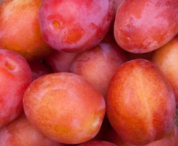 Studio macro photograph of plum