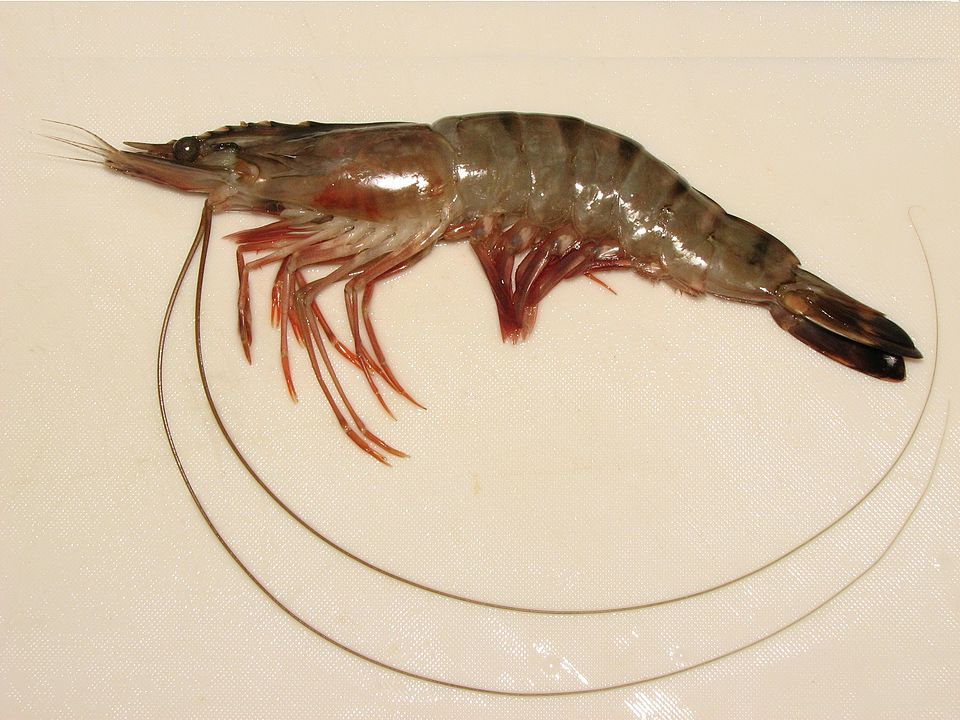 Studio macro photograph of prawn