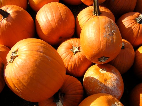 Studio macro photograph of pumpkin