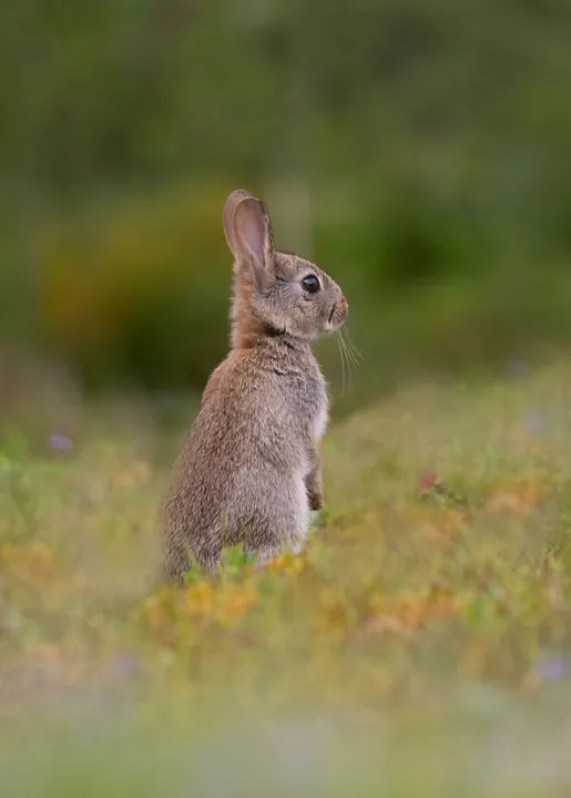 Studio macro photograph of rabbit
