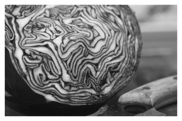 Studio macro photograph of red cabbage