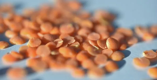 Studio macro photograph of red lentils