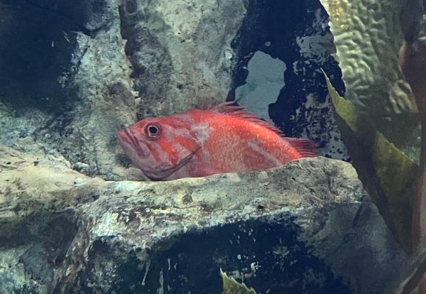 Studio macro photograph of red snapper