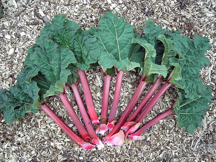 Studio macro photograph of rhubarb