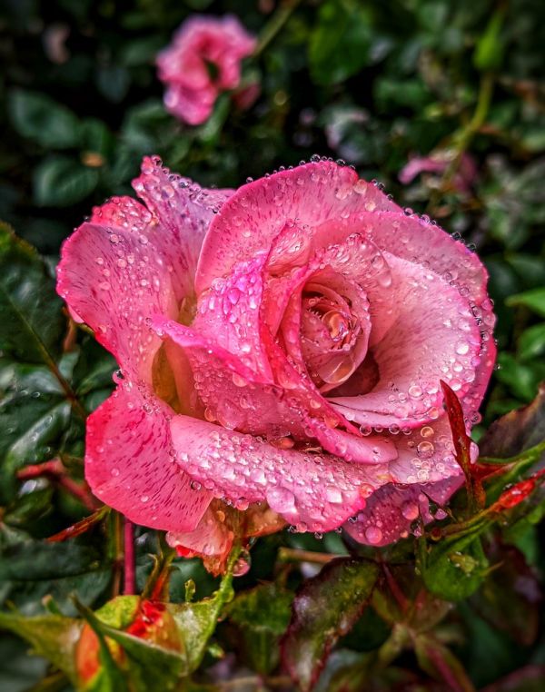 Studio macro photograph of rose water