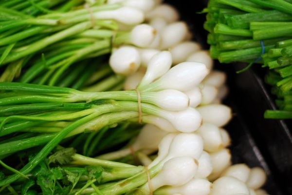 Studio macro photograph of scallion