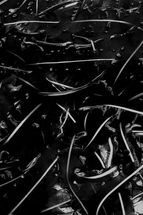 Studio macro photograph of seaweed
