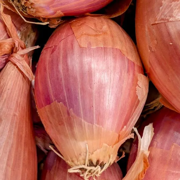 Studio macro photograph of shallot