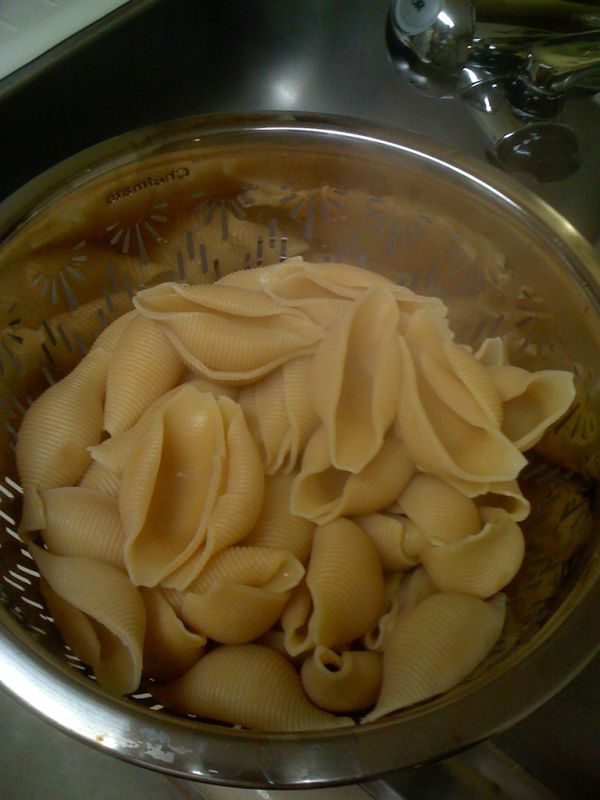 Studio macro photograph of shell pasta