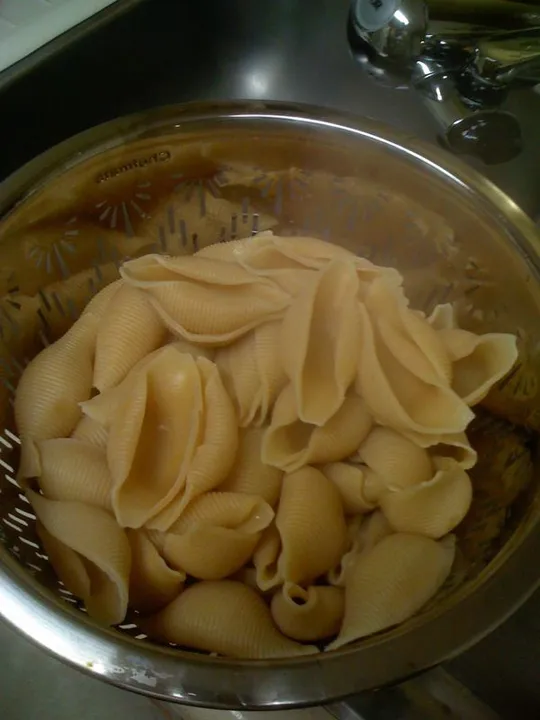 Studio macro photograph of shell pasta