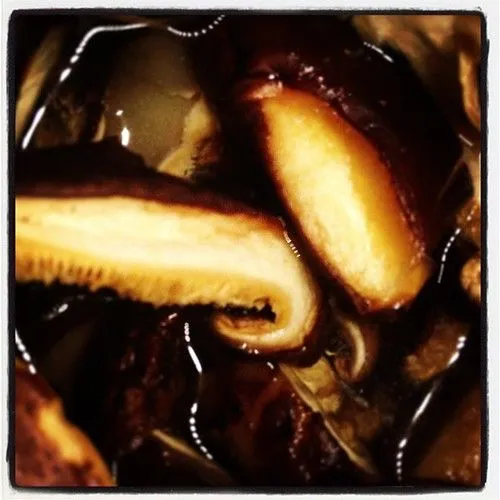 Studio macro photograph of shiitake mushroom