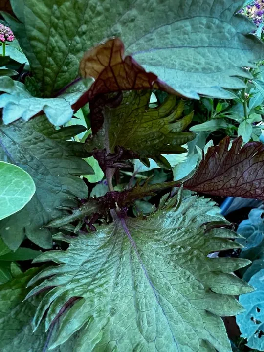 Studio macro photograph of shiso leaves