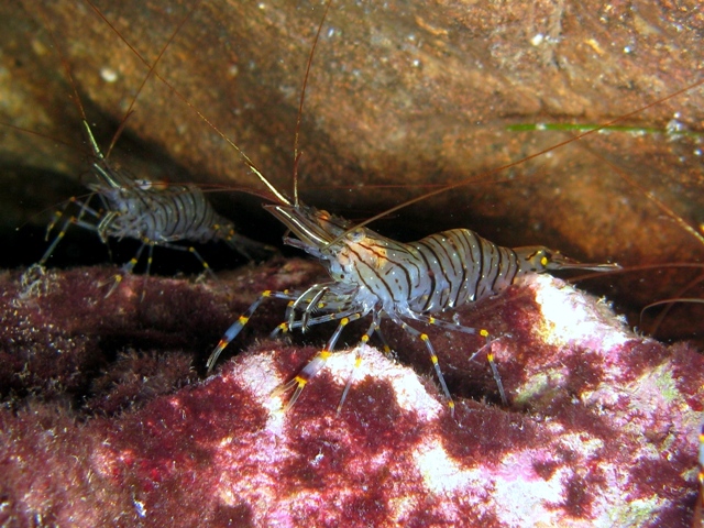 Studio macro photograph of shrimp