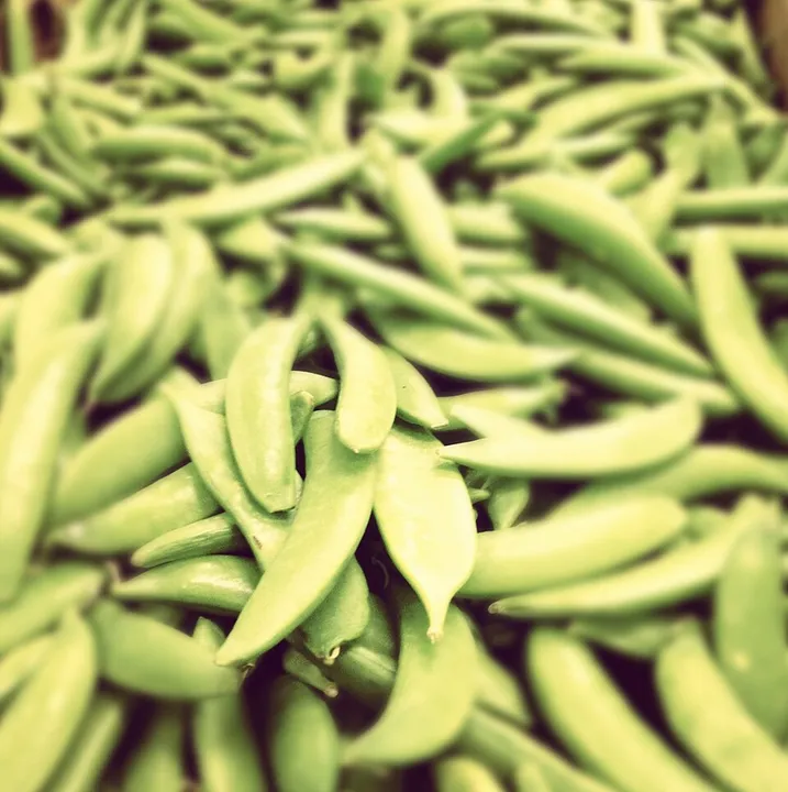 Studio macro photograph of snap peas
