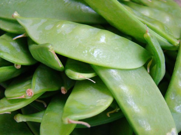 Studio macro photograph of snow peas