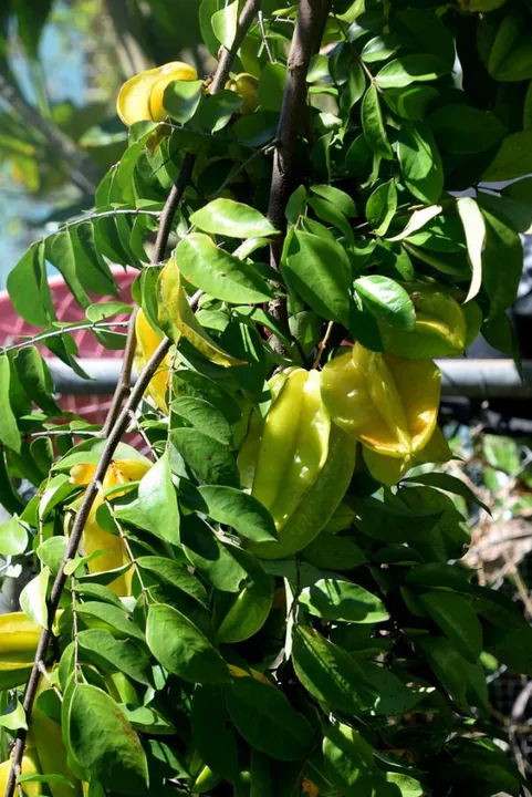 Studio macro photograph of starfruit