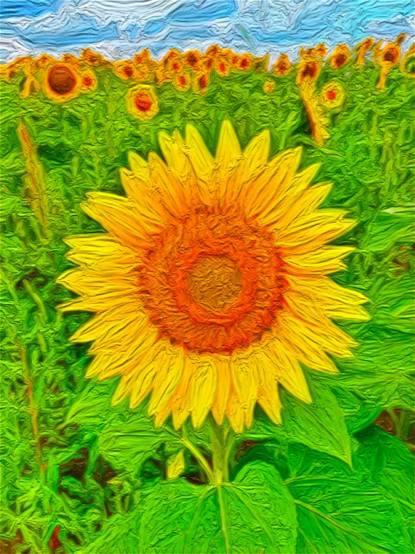 Studio macro photograph of sunflower oil