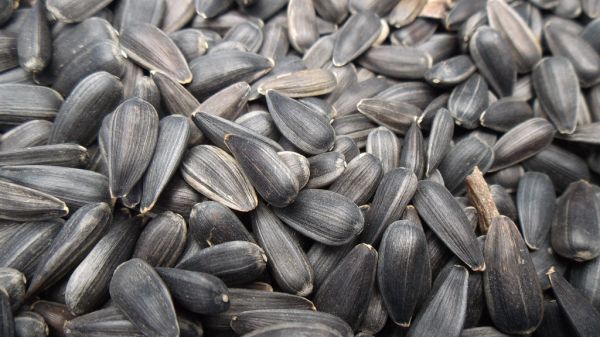 Studio macro photograph of sunflower seeds