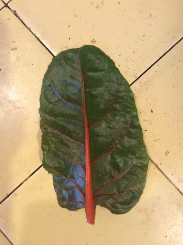 Studio macro photograph of swiss chard