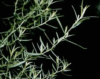 Studio macro photograph of tarragon