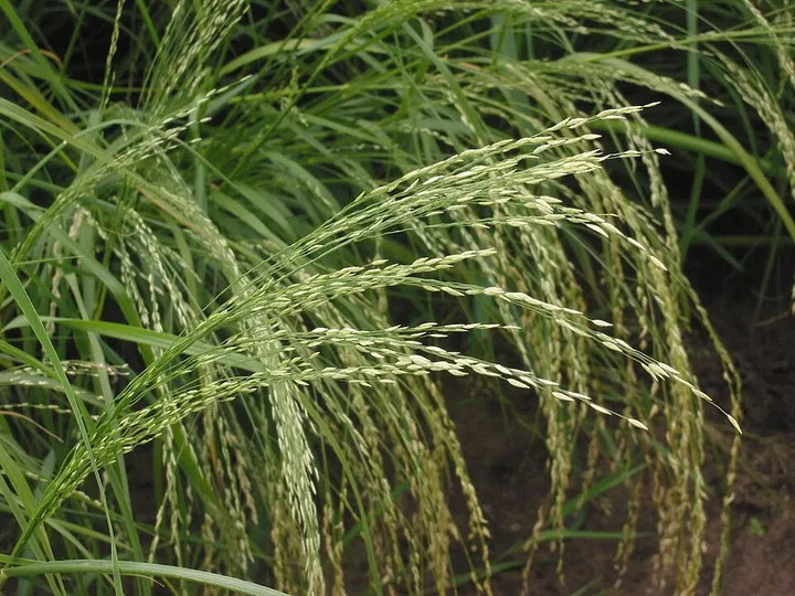 Studio macro photograph of teff