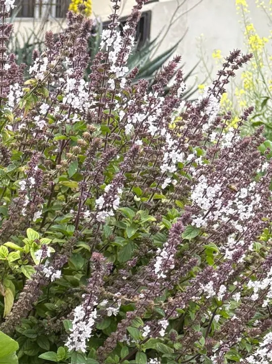 Studio macro photograph of thai basil