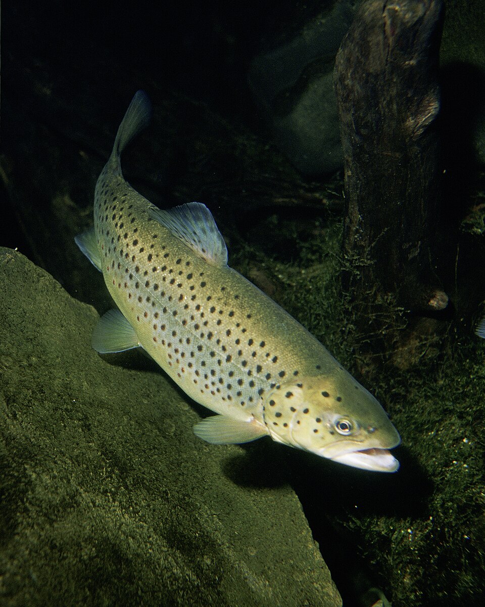 Studio macro photograph of trout