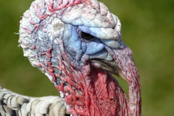 Studio macro photograph of turkey