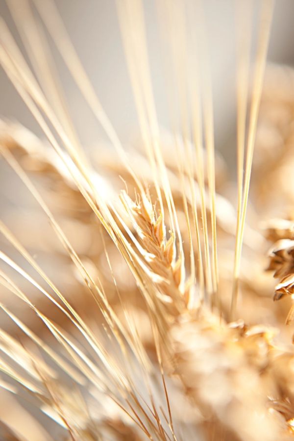 Studio macro photograph of vital wheat gluten
