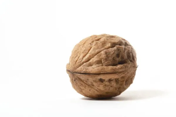 Studio macro photograph of walnuts