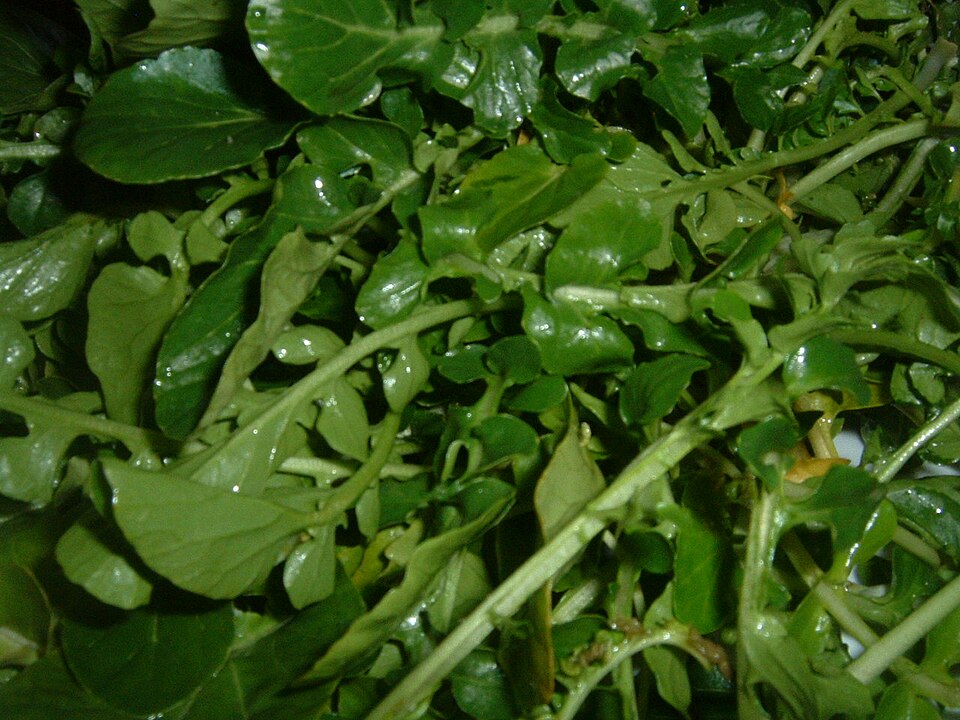 Studio macro photograph of watercress