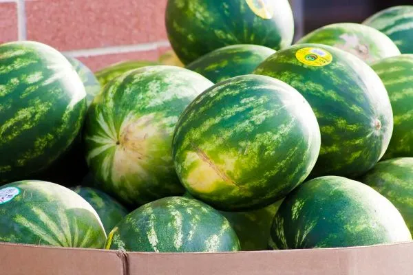 Studio macro photograph of watermelon