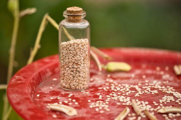 Studio macro photograph of white sesame seeds