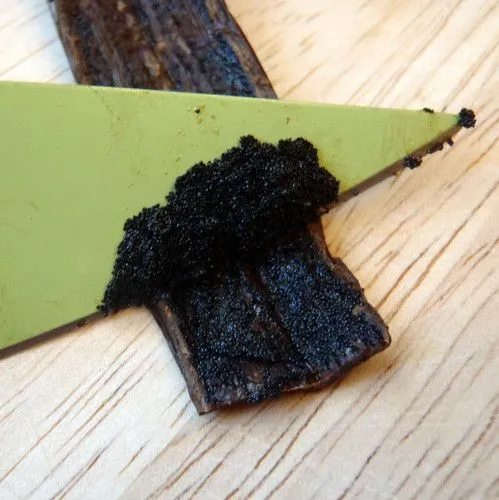 Studio macro photograph of whole vanilla bean